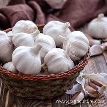 Hot Sale Best White Garlic Seeds